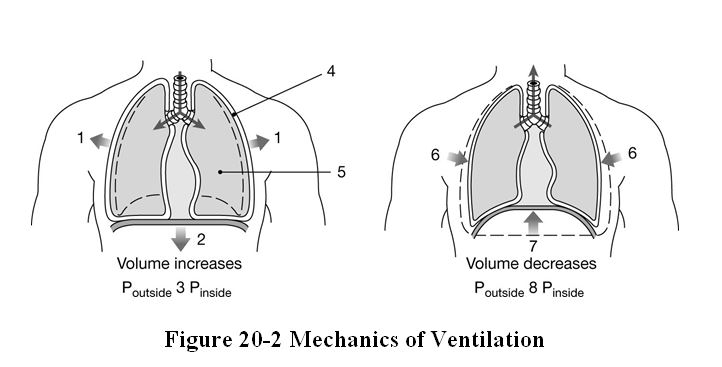 Anatomy & Physiology Quiz- (Respiratory, Renal, & Reproduction)